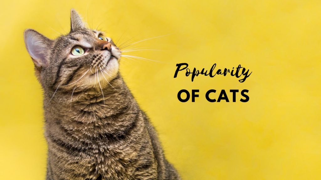 popularity of cats