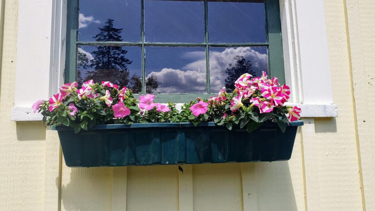 best window box ideas